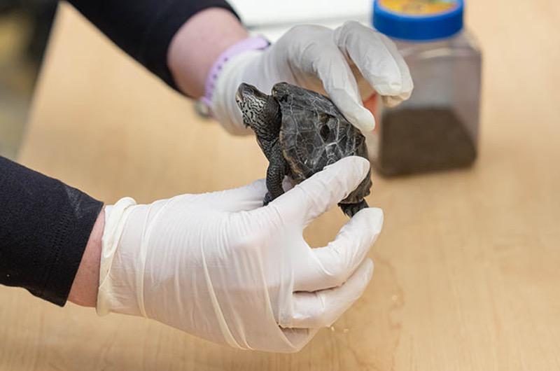 gloved hands carefully holding a small turtle during a hands-on activity